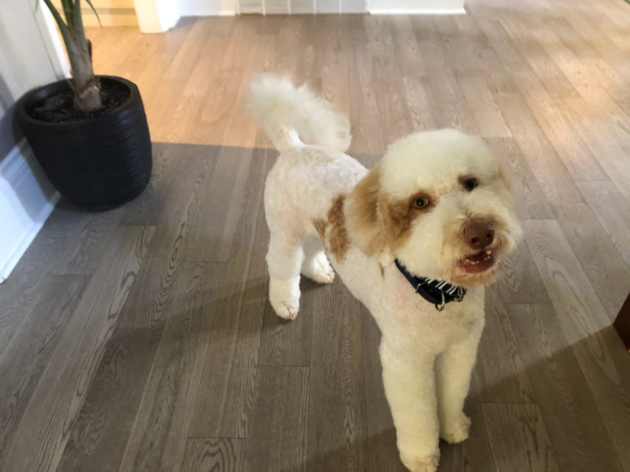 Dog and Cat Grooming – Now in Hepworth!